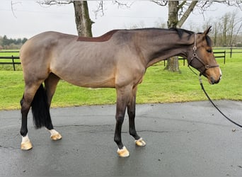 Koń westfalski, Klacz, 11 lat, 170 cm, Gniada