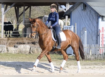 Koń westfalski, Klacz, 11 lat, 170 cm, Kasztanowata