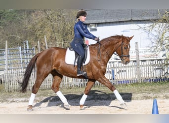 Koń westfalski, Klacz, 11 lat, 170 cm, Kasztanowata