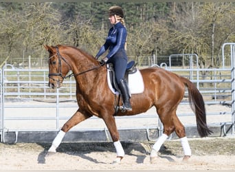 Koń westfalski, Klacz, 11 lat, 170 cm, Kasztanowata