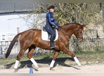 Koń westfalski, Klacz, 11 lat, 170 cm, Kasztanowata