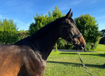 Koń westfalski, Klacz, 11 lat, 170 cm, Skarogniada