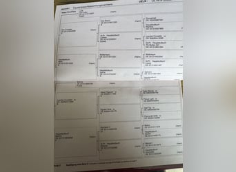 Koń westfalski, Klacz, 11 lat, 170 cm, Skarogniada