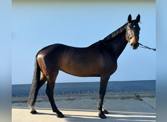 Koń westfalski, Klacz, 11 lat, 170 cm, Skarogniada