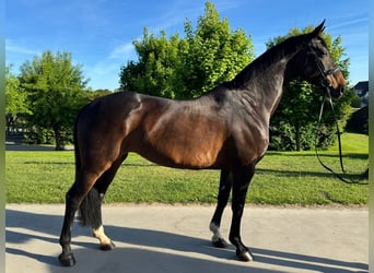 Koń westfalski, Klacz, 11 lat, 170 cm, Skarogniada