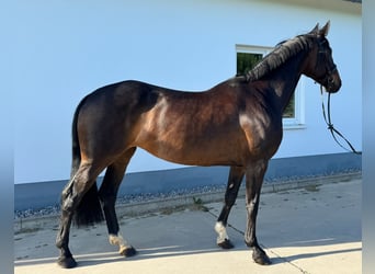 Koń westfalski, Klacz, 11 lat, 170 cm, Skarogniada