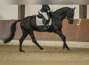 Koń westfalski, Klacz, 11 lat, 171 cm, Skarogniada