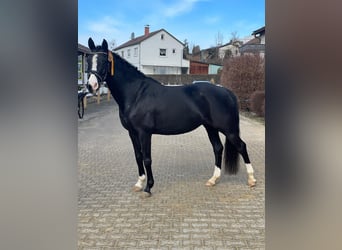 Koń westfalski, Klacz, 12 lat, 154 cm, Kara