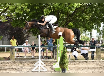 Koń westfalski, Klacz, 12 lat, 163 cm, Gniada