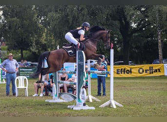 Koń westfalski, Klacz, 12 lat, 163 cm, Gniada