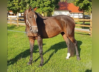 Koń westfalski, Klacz, 12 lat, 165 cm, Gniada
