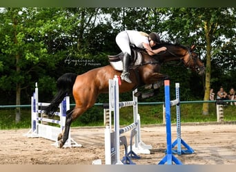 Koń westfalski, Klacz, 12 lat, 165 cm, Gniada