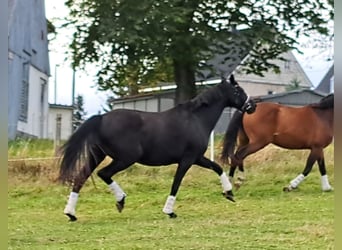 Koń westfalski, Klacz, 12 lat, 165 cm, Kara