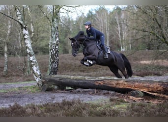 Koń westfalski, Klacz, 12 lat, 166 cm, Kara