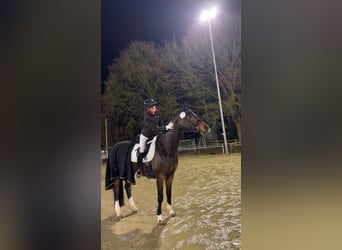 Koń westfalski, Klacz, 12 lat, 167 cm, Gniada