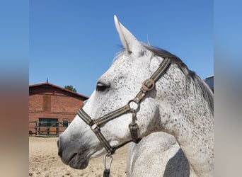 Koń westfalski, Klacz, 12 lat, 167 cm, Siwa w hreczce