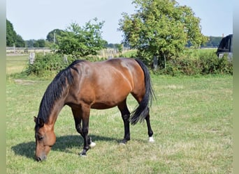 Koń westfalski, Klacz, 12 lat, 168 cm, Gniada