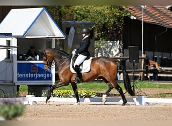 Koń westfalski, Klacz, 12 lat, 170 cm, Ciemnogniada