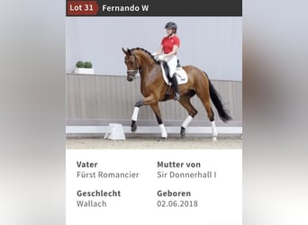 Koń westfalski, Klacz, 12 lat, 170 cm, Gniada