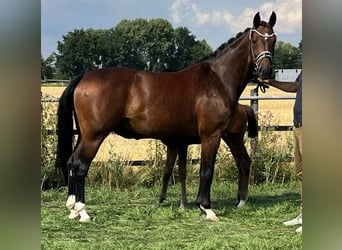 Koń westfalski, Klacz, 12 lat, 170 cm, Gniada