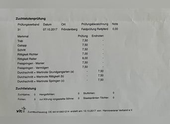 Koń westfalski, Klacz, 12 lat, 170 cm, Gniada