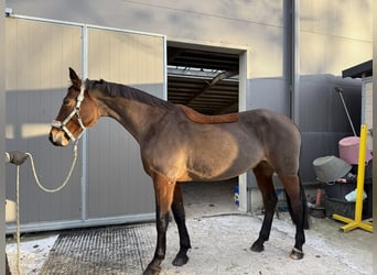 Koń westfalski, Klacz, 12 lat, 170 cm, Gniada