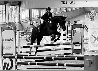 Koń westfalski, Klacz, 12 lat, 172 cm, Ciemnogniada
