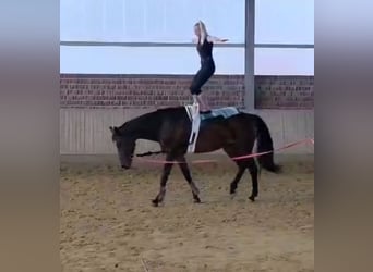 Koń westfalski, Klacz, 12 lat, 172 cm, Ciemnogniada