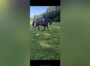 Koń westfalski Mix, Klacz, 12 lat, 174 cm, Ciemnokasztanowata