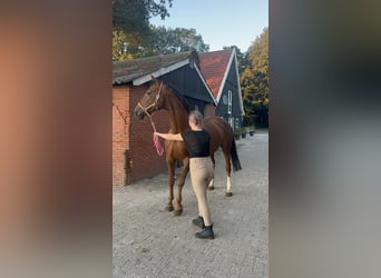 Koń westfalski Mix, Klacz, 12 lat, 174 cm, Ciemnokasztanowata