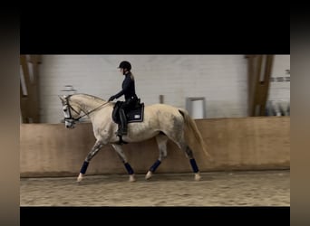 Koń westfalski, Klacz, 12 lat, 174 cm, Siwa jabłkowita