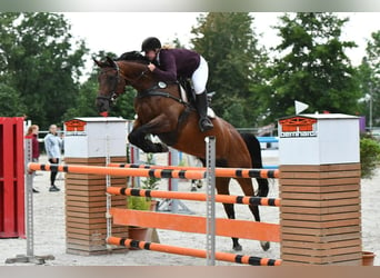 Koń westfalski, Klacz, 13 lat, 163 cm, Gniada