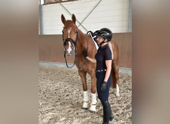 Koń westfalski, Klacz, 13 lat, 163 cm, Kasztanowata