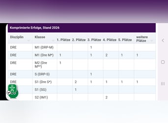 Koń westfalski, Klacz, 13 lat, 166 cm, Siwa w hreczce