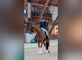 Koń westfalski, Klacz, 13 lat, 167 cm, Kasztanowata