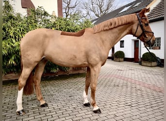 Koń westfalski, Klacz, 13 lat, 168 cm, Kasztanowata
