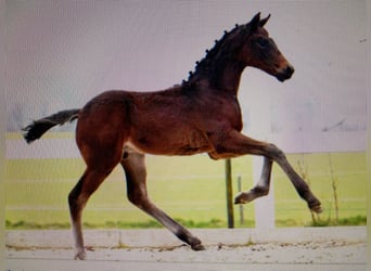 Koń westfalski, Klacz, 13 lat, 169 cm, Gniada