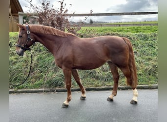 Koń westfalski, Klacz, 13 lat, 169 cm, Kasztanowata