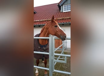 Koń westfalski, Klacz, 13 lat, 170 cm, Kasztanowata