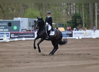 Koń westfalski, Klacz, 13 lat, 170 cm, Skarogniada