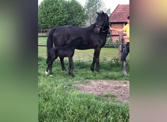 Koń westfalski, Klacz, 13 lat, 170 cm, Skarogniada