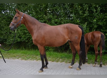 Koń westfalski, Klacz, 13 lat, 172 cm, Gniada
