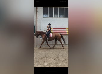 Koń westfalski Mix, Klacz, 13 lat, 173 cm, Ciemnokasztanowata