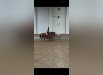 Koń westfalski Mix, Klacz, 13 lat, 173 cm, Ciemnokasztanowata