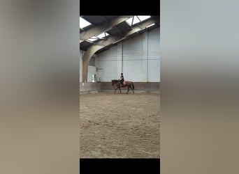 Koń westfalski Mix, Klacz, 13 lat, 173 cm, Ciemnokasztanowata