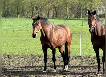 Koń westfalski, Klacz, 13 lat, 173 cm, Gniada