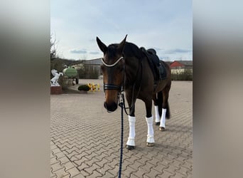 Koń westfalski, Klacz, 13 lat, 173 cm, Gniada