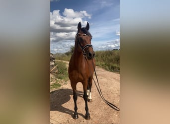 Koń westfalski, Klacz, 14 lat, 160 cm, Gniada