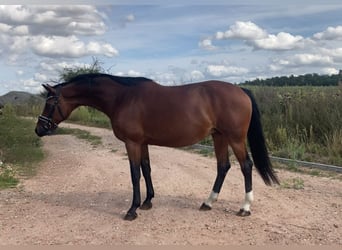 Koń westfalski, Klacz, 14 lat, 160 cm, Gniada