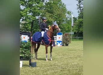 Koń westfalski, Klacz, 14 lat, 164 cm, Kasztanowata